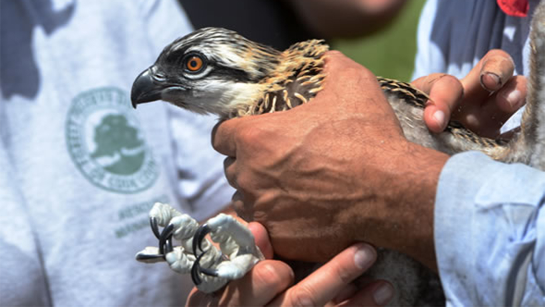 Osprey Sighting in Cook County a Sign of Spring Chicago News WTTW